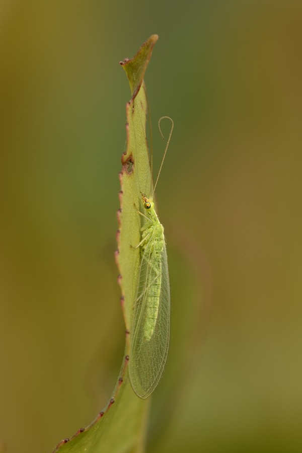 Crisopha perla?  No, Chrysoperla pallida (Chrysopidae)